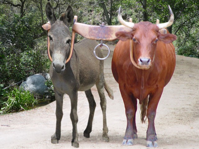 Parshas Ki Tetzei: It’s Not Fair! Why is He Getting Food and Not Me?