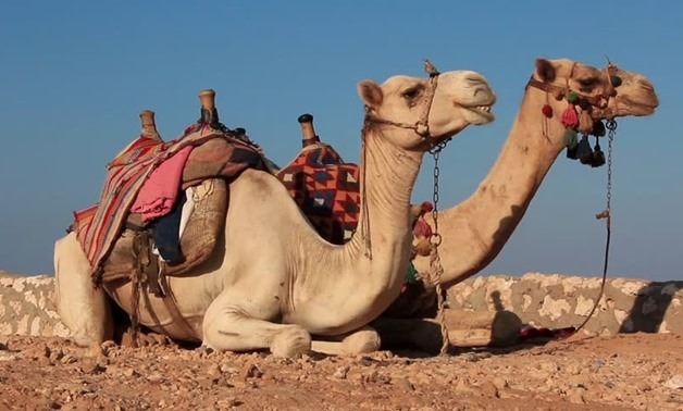 Parshas Vayishlach: Follow the Camels!