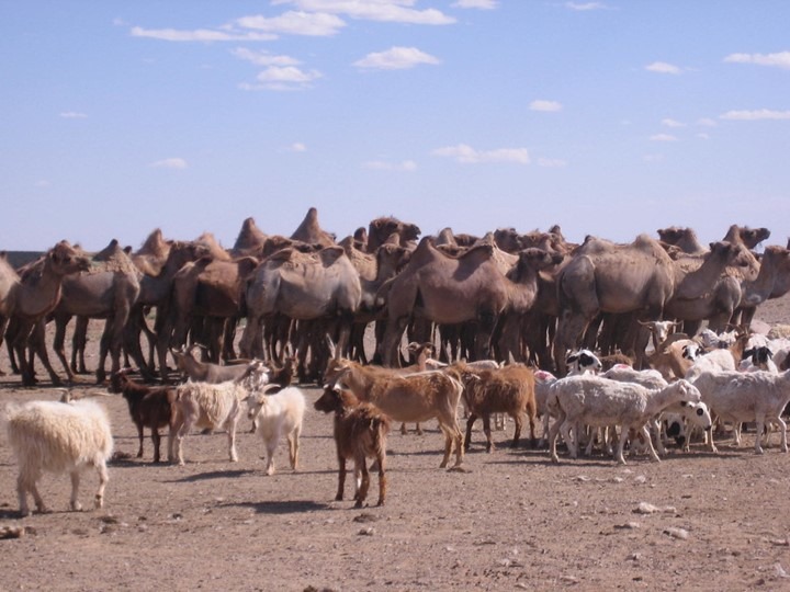 Parshas Vayishlach: Please Don’t Hand Me Those Animals!