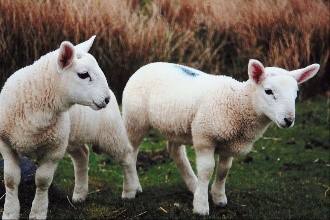 Parshas Vayechi: You Are Just Like Sheep!