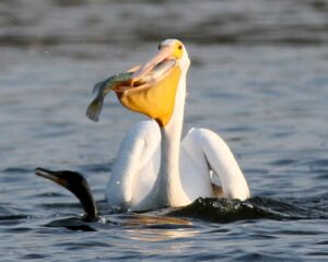 Parshas Noach: “Listen to the Pelican!”