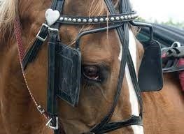 Parshas Ki Savo: Don’t Be a Horse! Remove Your Blinders!