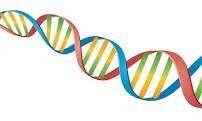 Parshas Re’eh: Change Your DNA for Worse or for Better!